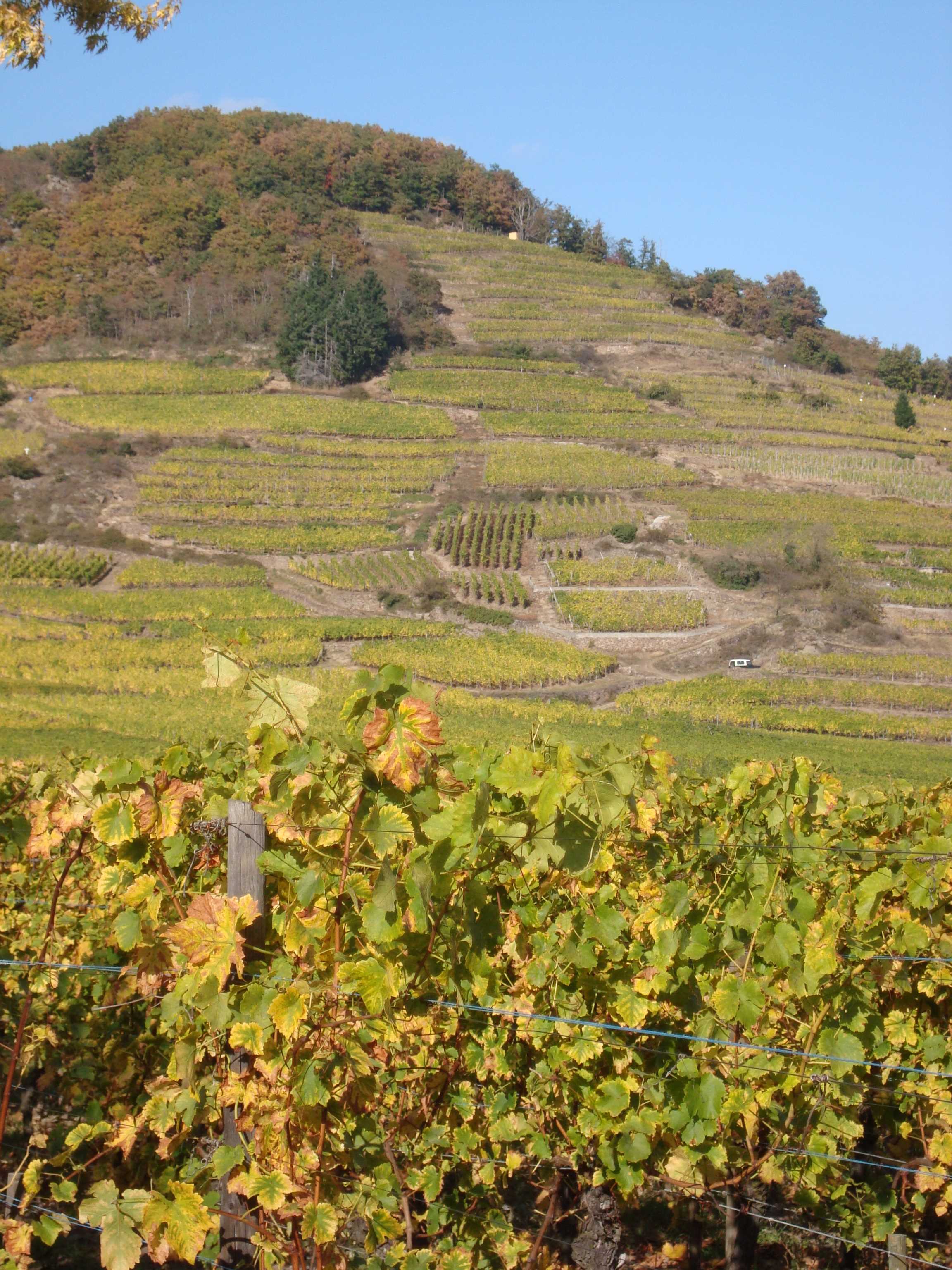 Vinmarker ved Keysersberg